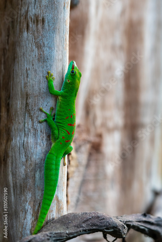 Madagascar Giant Day Gecko sitting on a tree
