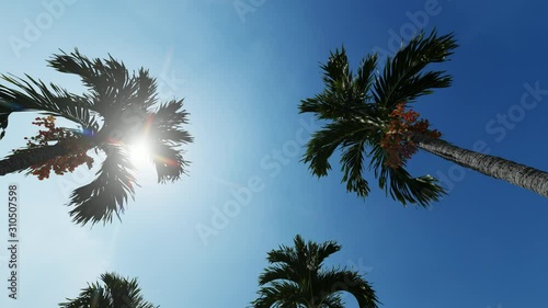 Avenue of palms on blue background. Blue sky background. Travel background. 4k
