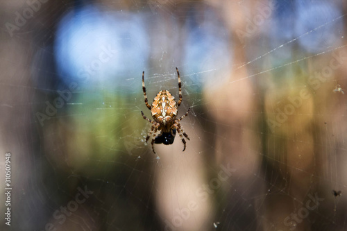 spider cross on a web on a background of forest bokeh.