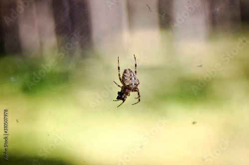 spider cross on a web on a background of forest bokeh.