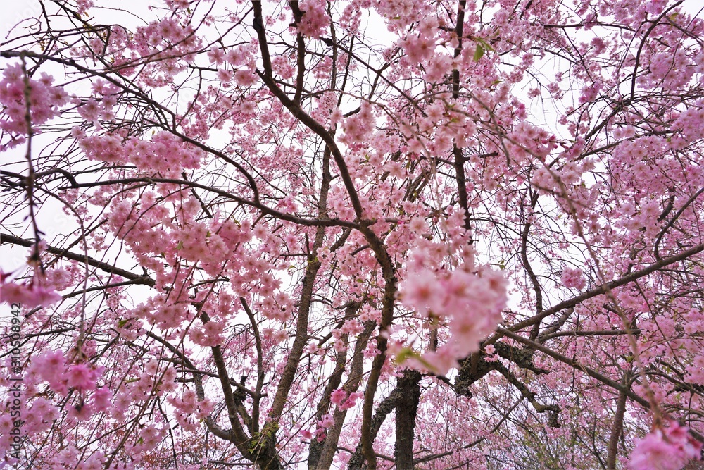 ピンクの可愛らしい小花たちに囲まれた世界 Stock Photo Adobe Stock