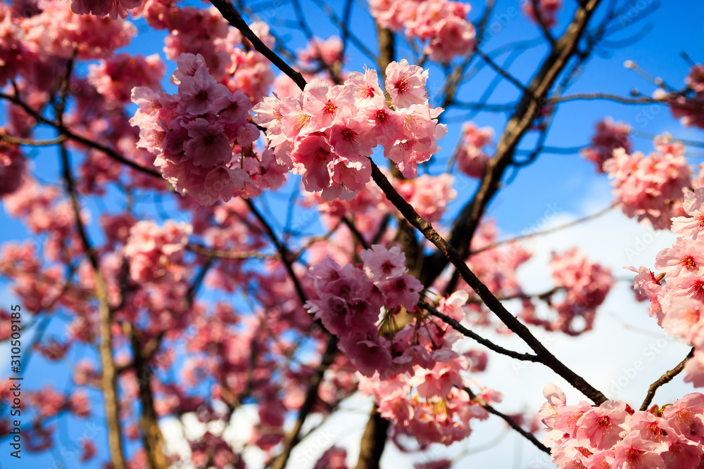 Blooming sakura - cherry blossom flower in Japan Blooming sakura - cherry blossom flower in Japan