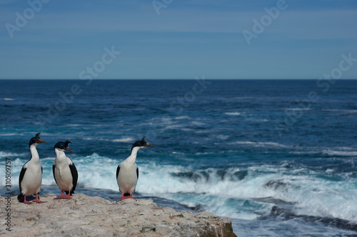 Imperial Shag (Phalacrocorax atriceps albiventer) on the cliffs of Sea Lion Island in the Falkland Islands