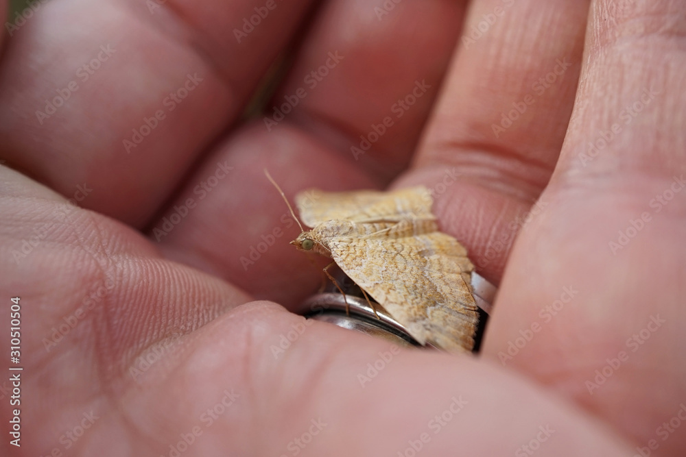 Schmetterlings - Zwergspanner sitzend auf einer Handfläche