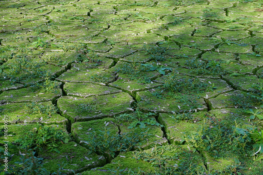 cracked earth and green moss dried up pond