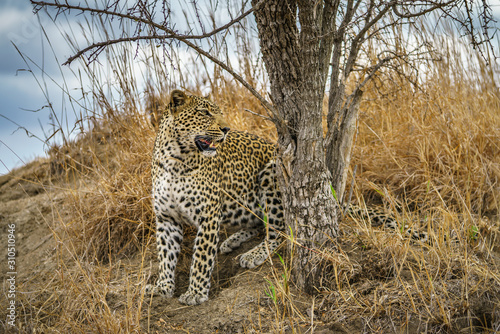 leopard in kruger national park, mpumalanga, south africa 107