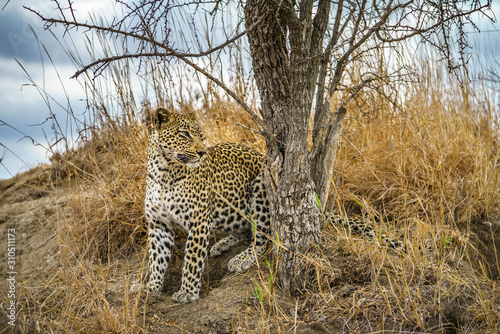 leopard in kruger national park, mpumalanga, south africa 118