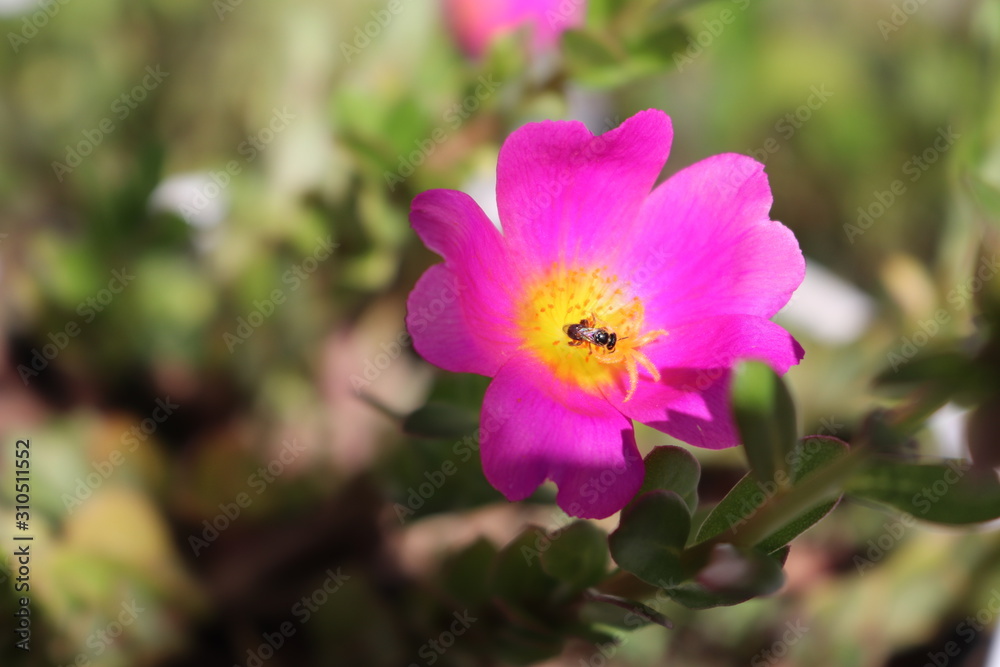 Flores e Abelha Flores e Abelha