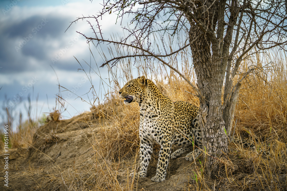 Obraz premium leopard in kruger national park, mpumalanga, south africa 159