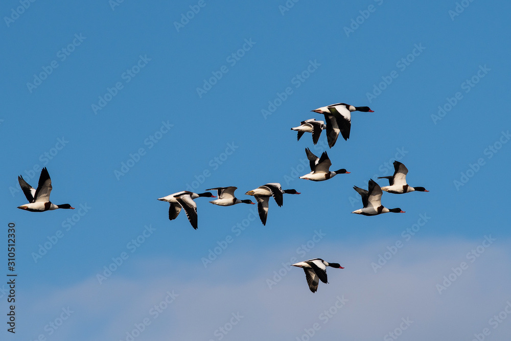 Flock of Common Shelduck ducks in flight in the morning. Their Latin name is Tadorna tadorna.