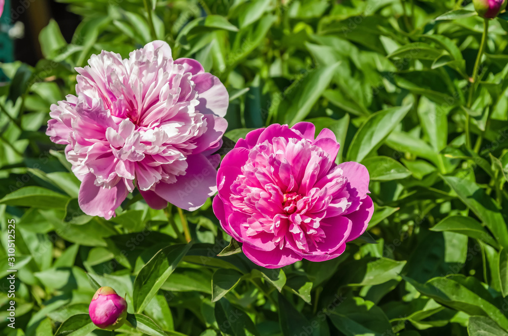 two blooming white-pink peony flowers on the ground in the garden against the backdrop of green plants