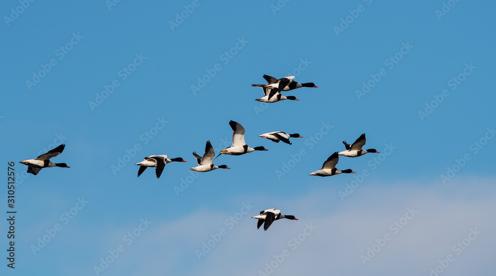 Flock of Common Shelduck ducks in flight in the morning. Their Latin name is Tadorna tadorna. Flock of Common Shelduck ducks in flight in the morning. Their Latin name is Tadorna tadorna.