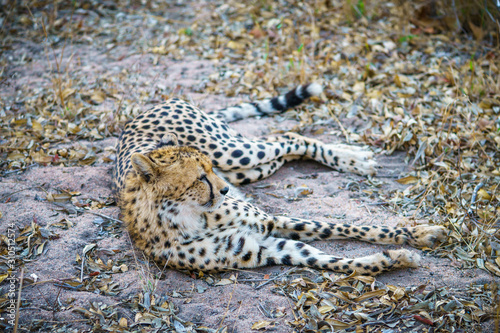 cheetah in kruger national park  mpumalanga  south africa