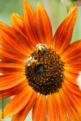 Close up of orange sunflower with bees collecting nectar. Bees pollinating flower. Vertical orientation