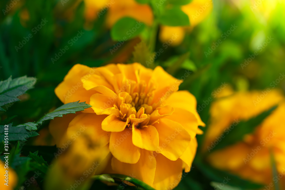 Flowering marigolds close-up Flowering marigolds close-up