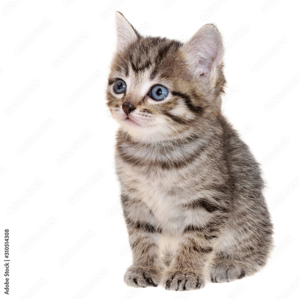 Fototapeta premium Shorthair brindled kitten sitting isolated