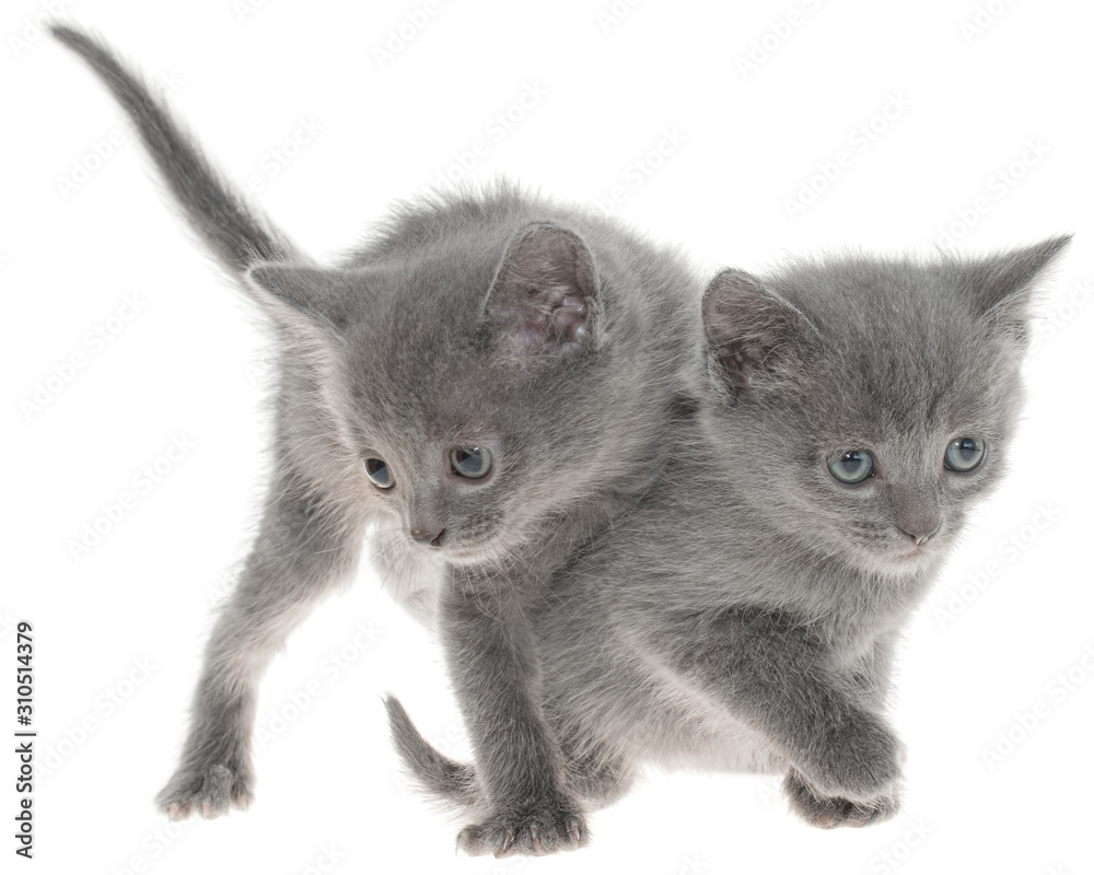 Two small kitten playing isolated