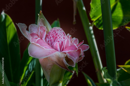 Georgous flower called the Emperor's Shaft (Baston del Emperador) - it is so magestic photo