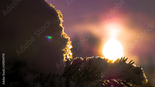 Sunset behind a snowy pine
