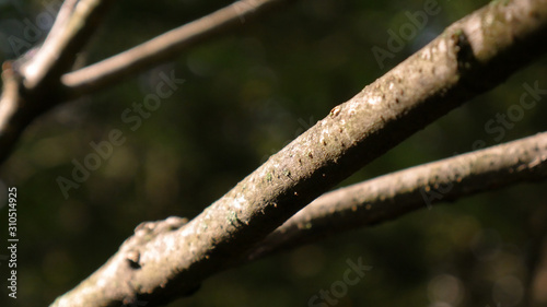 Wood