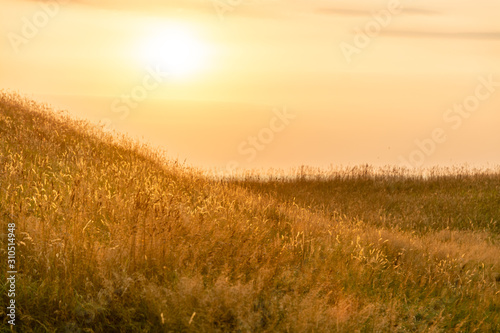 A rural field of grass and beach bathed in warm light from an upcoming sunset
