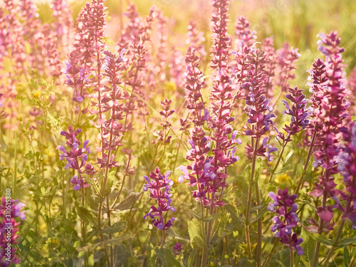 Beautiful purple sage flowers blooms in the summer meadow.