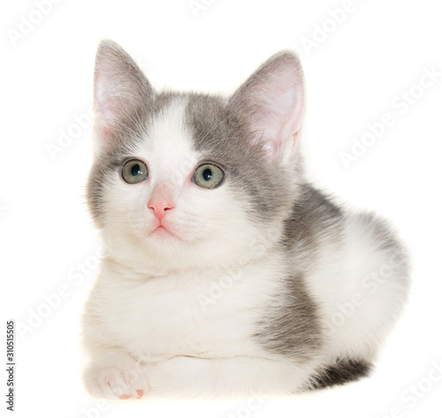 Bicolor gray-white small shorthair kitten sitting isolated