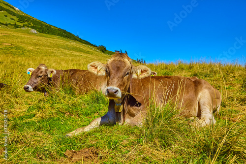 Tired cow at siesta in the "Stubai Valley" in Austria
