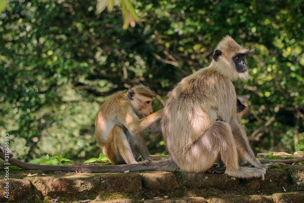 Grooming between toque macaque and tufted gray langur