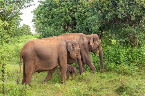 Two adult females of the Ceylon elephant with a newborn baby elephant