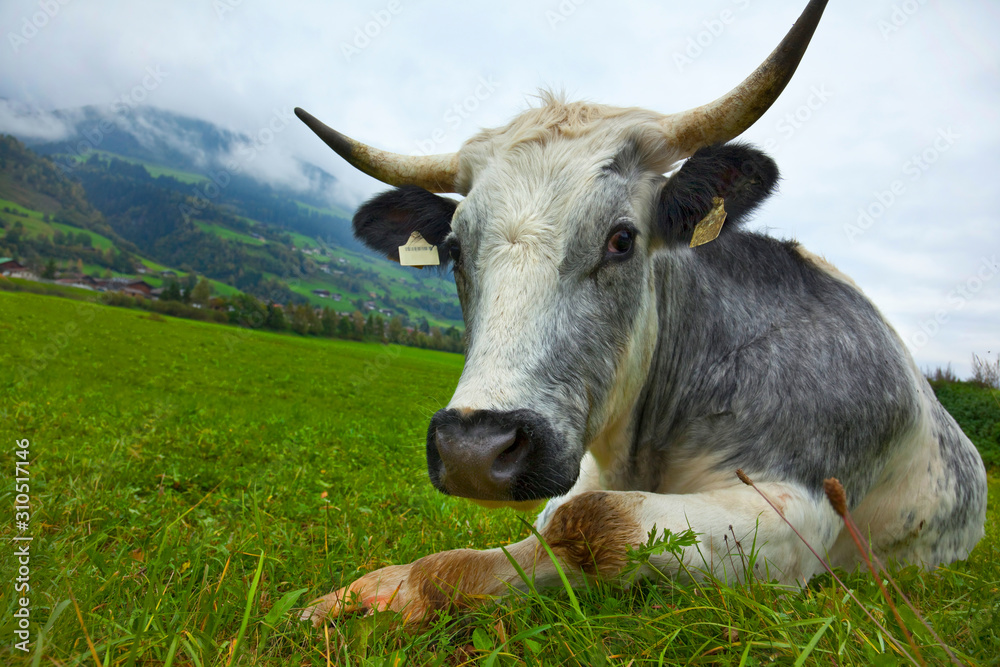 Ox resting on the mountain pasture in the mountains