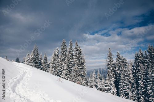 Beautiful winter nature landscape  amazing mountain view. Scenic image of woodland. Frosty day on ski resort. Location Carpathian  Ukraine. Superb winter wallpapers. Explore the beauty of earth