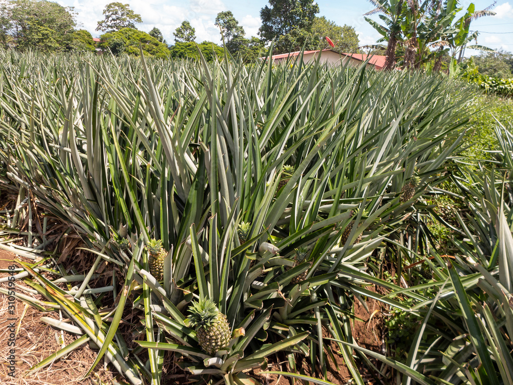 Fototapeta premium Ananasplantage im Norden von Costa Rica auf dem Weg nach Boca Tapada. Die Ananas (Ananas comosus oder Ananas sativus) ist eine Pflanzenart aus der Familie der Bromeliengewächse (Bromeliaceae).
