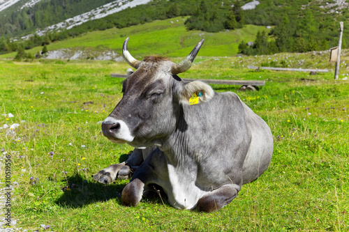 Tired cow at siesta in the  Stubai Valley  in Austria