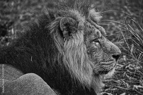 Fototapeta Naklejka Na Ścianę i Meble -  Asian lion in close up.