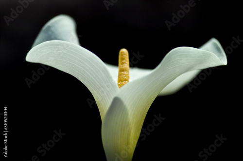 Weisse Calla photo