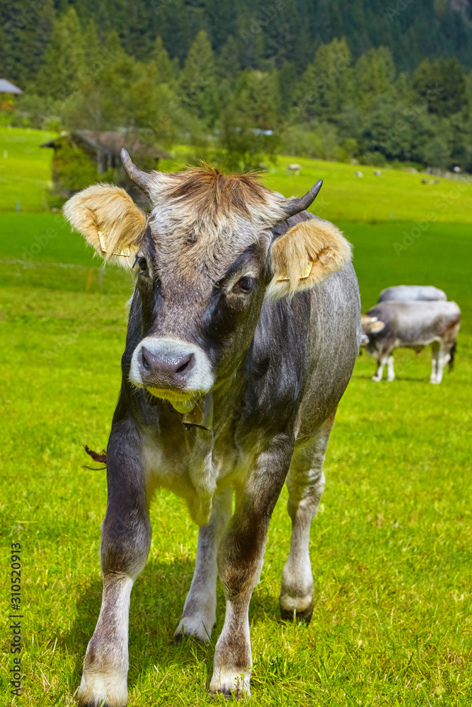 Young pretty bull on the pasture in the “Stubai Valley“ in Austria. Young pretty bull on the pasture in the “Stubai Valley“ in Austria.