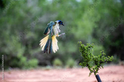 Greenjay landing