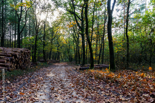 path in forest with oak trees in autumn colors with beautiful light and tree stumps here and there on the ground, Garderen, the Netherlands
