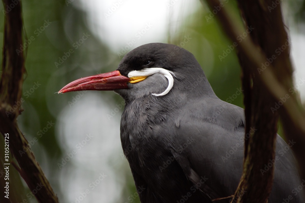 Inca Tern  Close-Up - Zoo Animals
