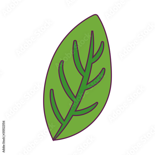 Isolated leaf icon vector design