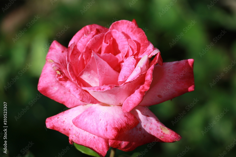 beautiful  rose in the garden