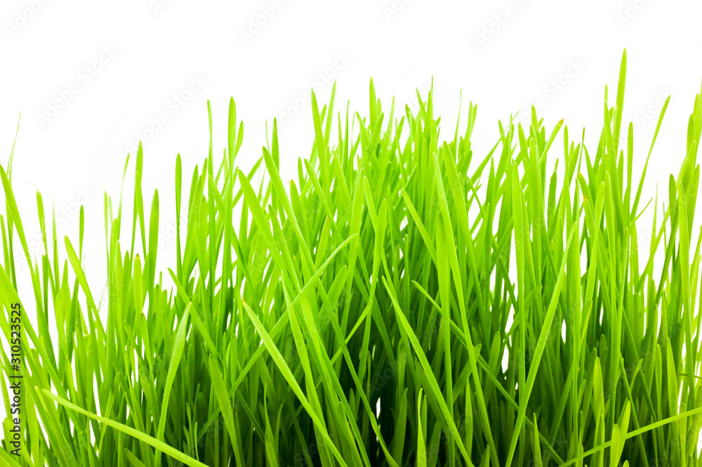 Christmas wheat, grass isolated on white background. Christmas wheat, grass isolated on white background.
