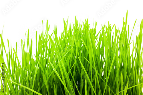 Christmas wheat, grass isolated on white background.