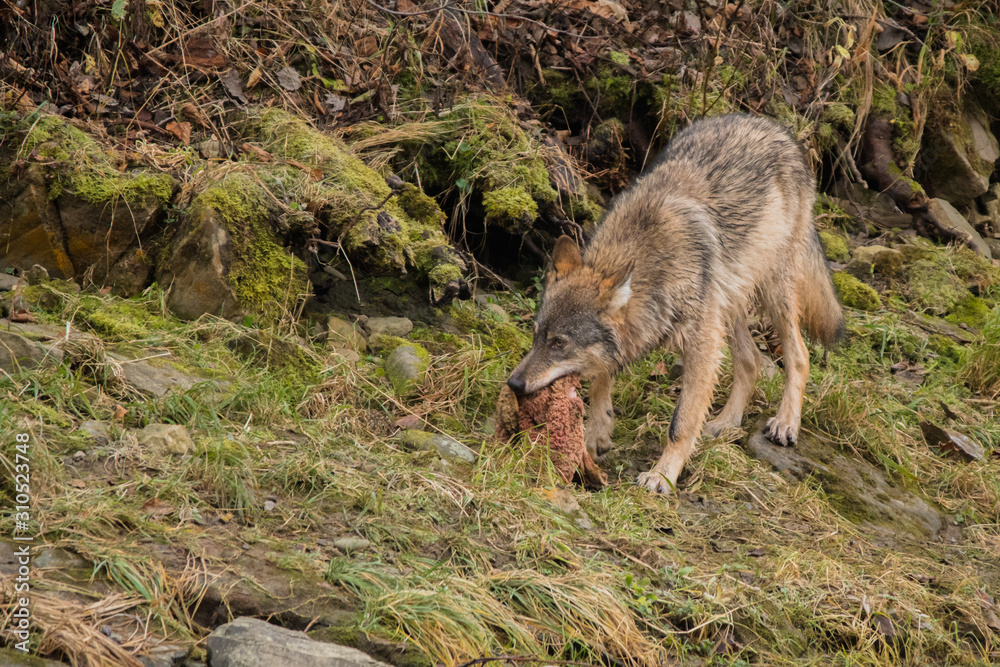 Wild Grey Wolf (Canis lupus) in his natural habitat. Carpathians Mountains. Poland Wild Grey Wolf (Canis lupus) in his natural habitat. Carpathians Mountains. Poland