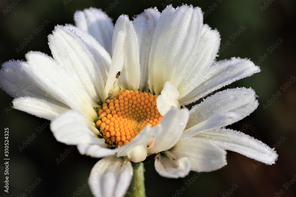 Obraz premium daisy with water drops