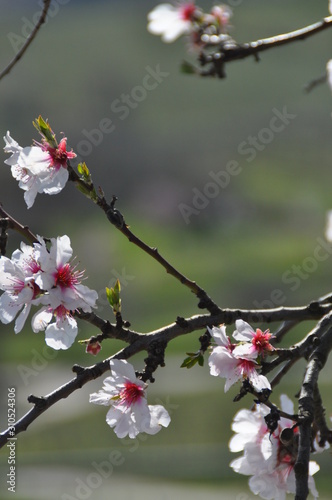 almond tree blossom Fotobehang
