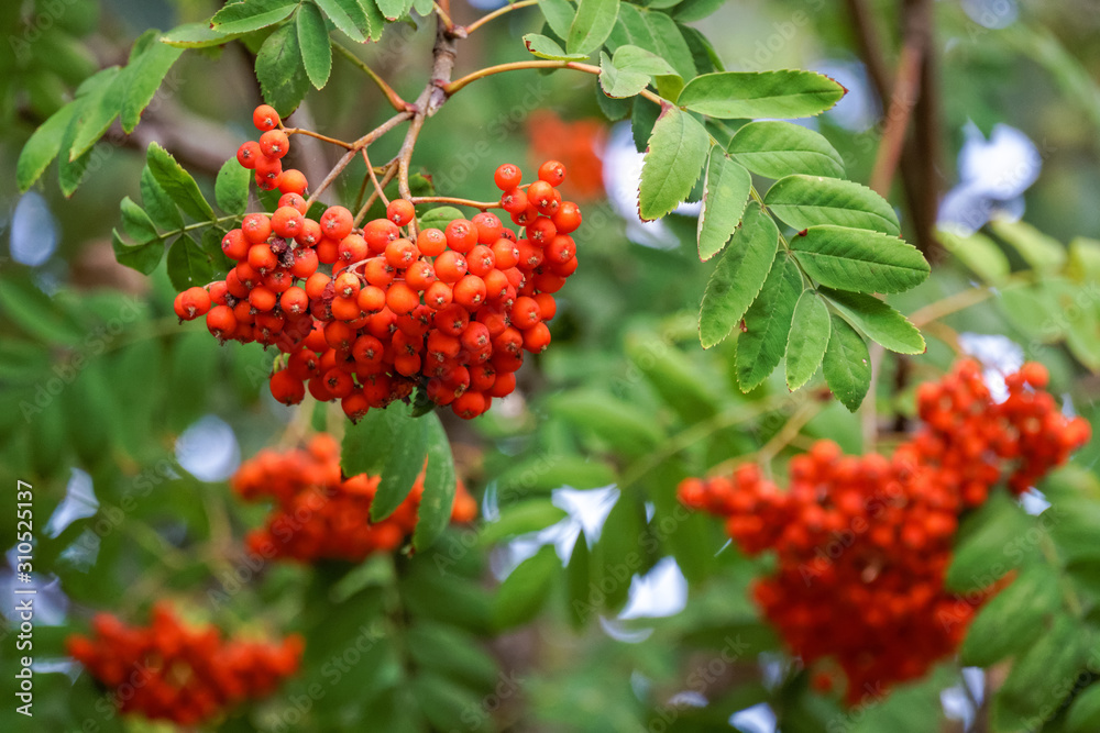 Red ripe fruits of European rowan fruits Red ripe fruits of European rowan fruits