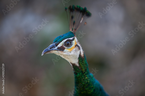 portrait of a peacock