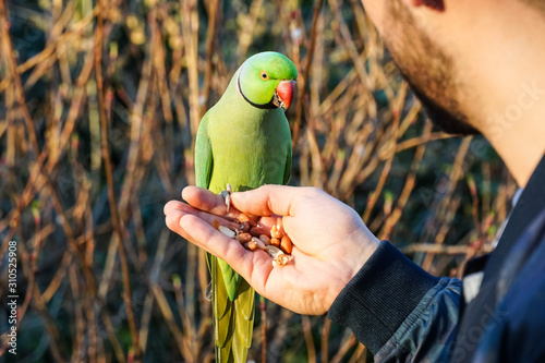 Man hand feeding rose-ringed parakeet